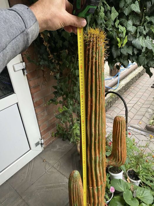 Декоративний кактус