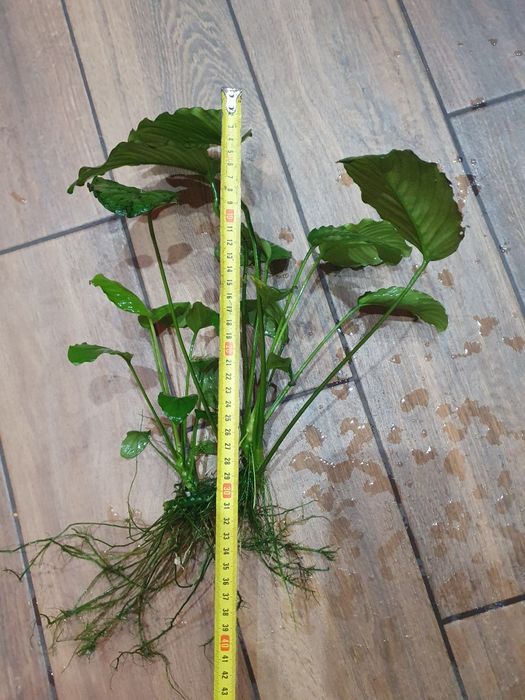 Anubias roślina podwodna.