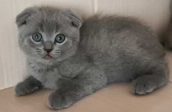 Шотландці породисті!!!