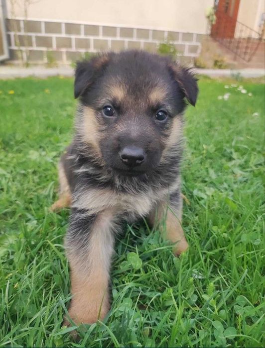 Продам німецькі вівчарки