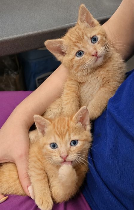 Mlode kotki do adopcji