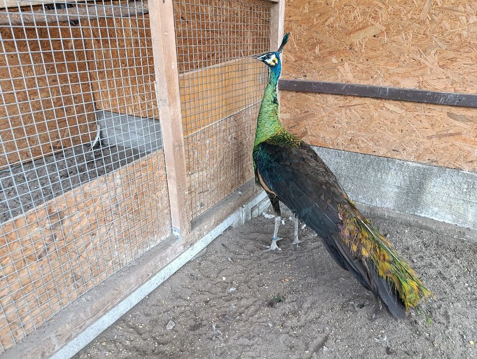 Szmaragd 2024r Samiec