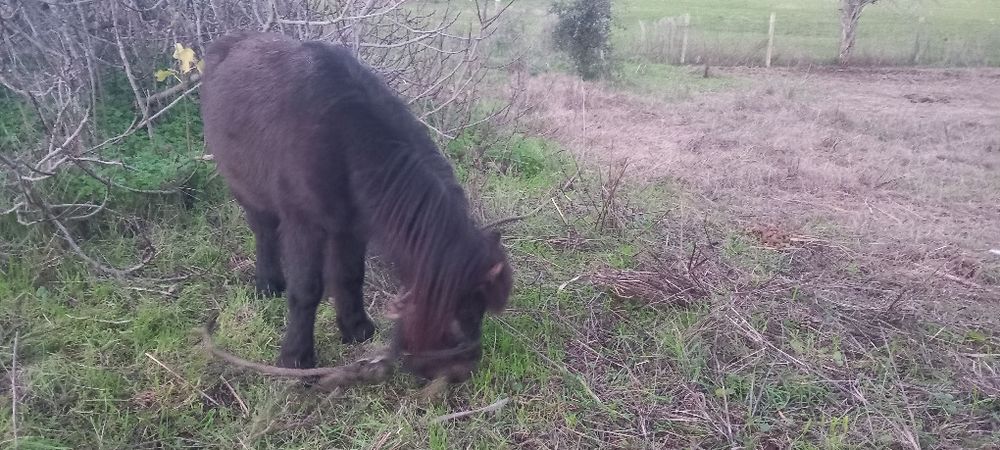 Poney preto bem engatado e montado mansinho