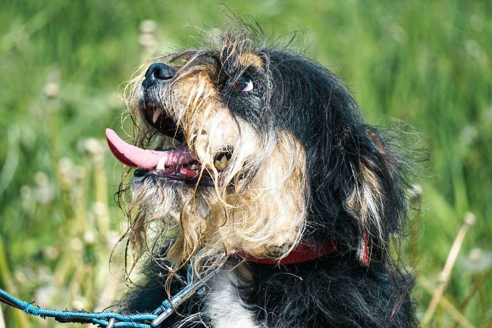 Zulus - mały, kudłaty piesek