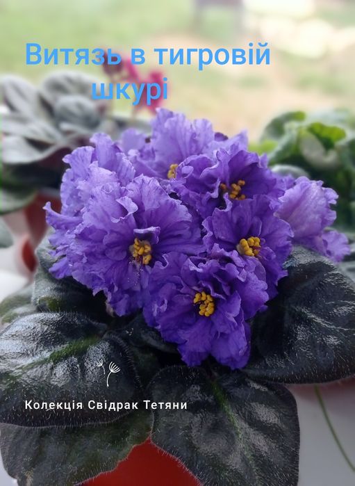 Фіалки ,набір свіжозрізаних листочків