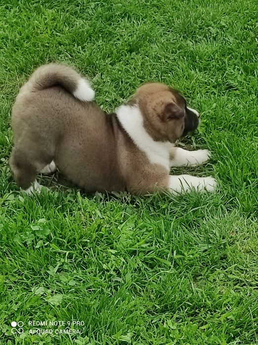 Suczki Akita Amerykańska