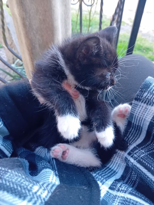 Oddam koty  do adopcji