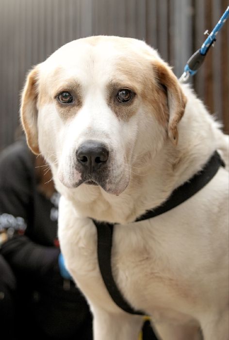 Kalis w typie owczarka srodkowoazjatyckiego