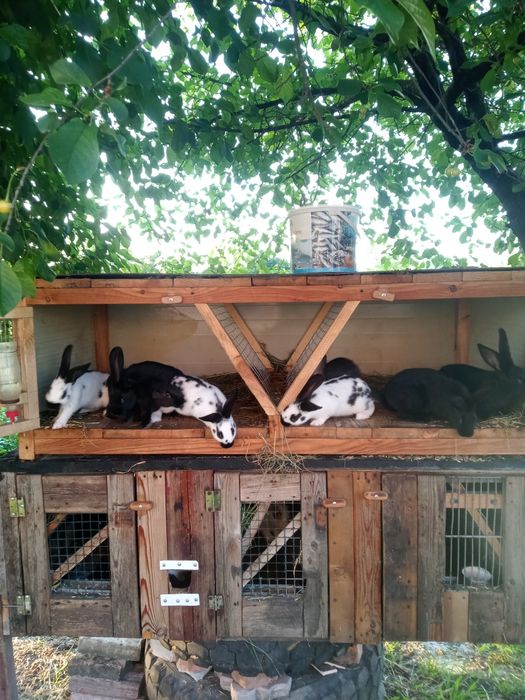 Кролики різних порід