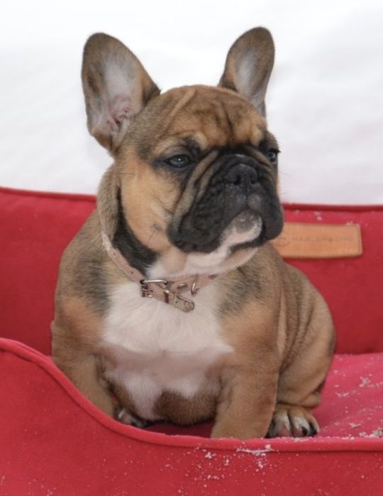 Чудова дівчинка французького бульдога 
Шкураста, з красивими склад