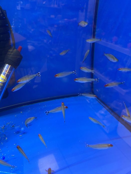 Rodostomus ryba pływająca w ławicy czerwona głowa szachownica