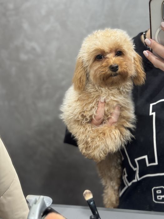 Мальтіпу міні дівчинка кривий ріг той пудель кавапу дабрадудль