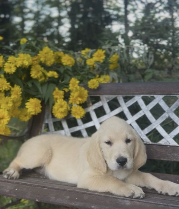 Golden retriever