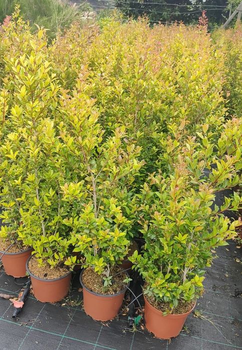 Eugenia Newport 50CM-100CM-150CM-200CM-250CM-300CM-350CM-400CM