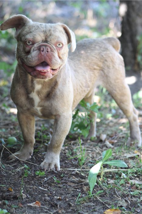 Редчайший окрас в мире