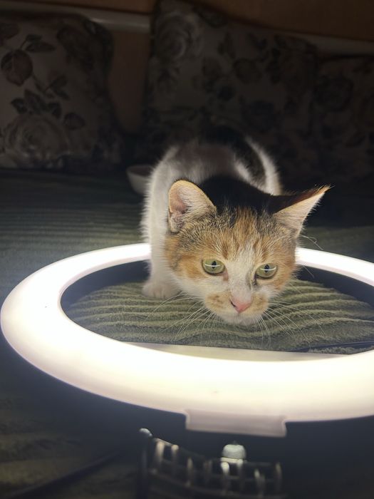 Віддам у добрі руки кішечку