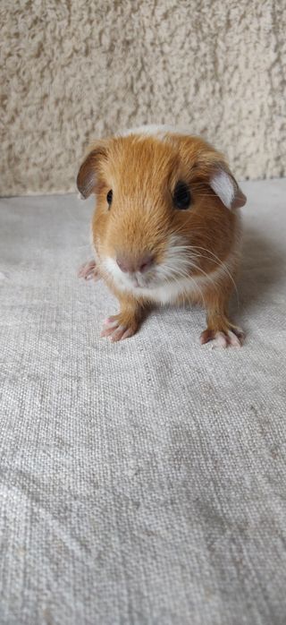 Морська свинка хлопчик 1міс