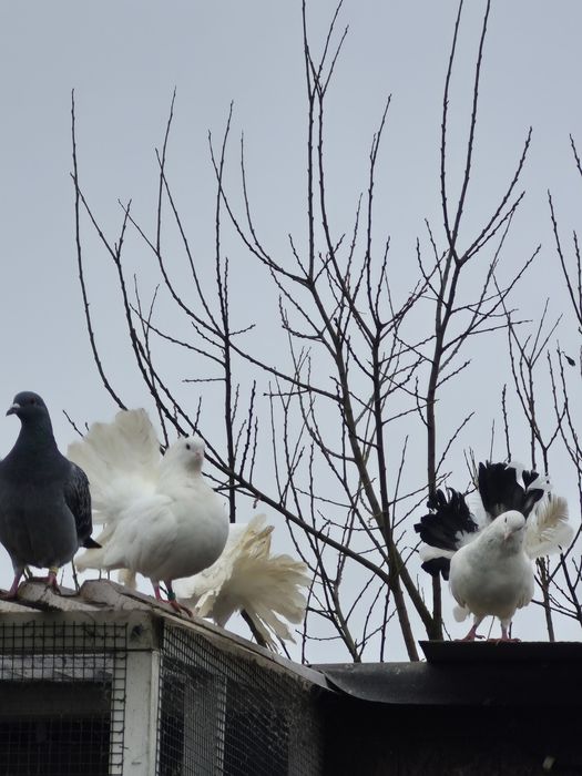 Sprzedam pawiki młode
