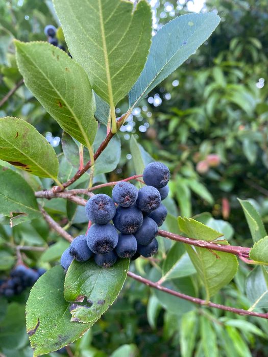 Owoce aronia 100% eko