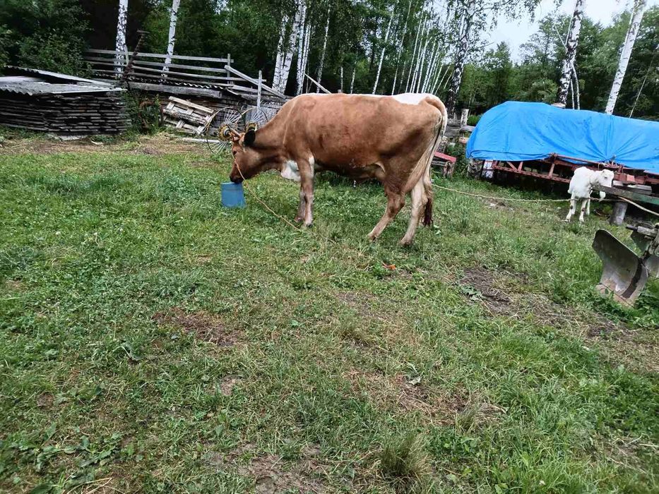Продається корова