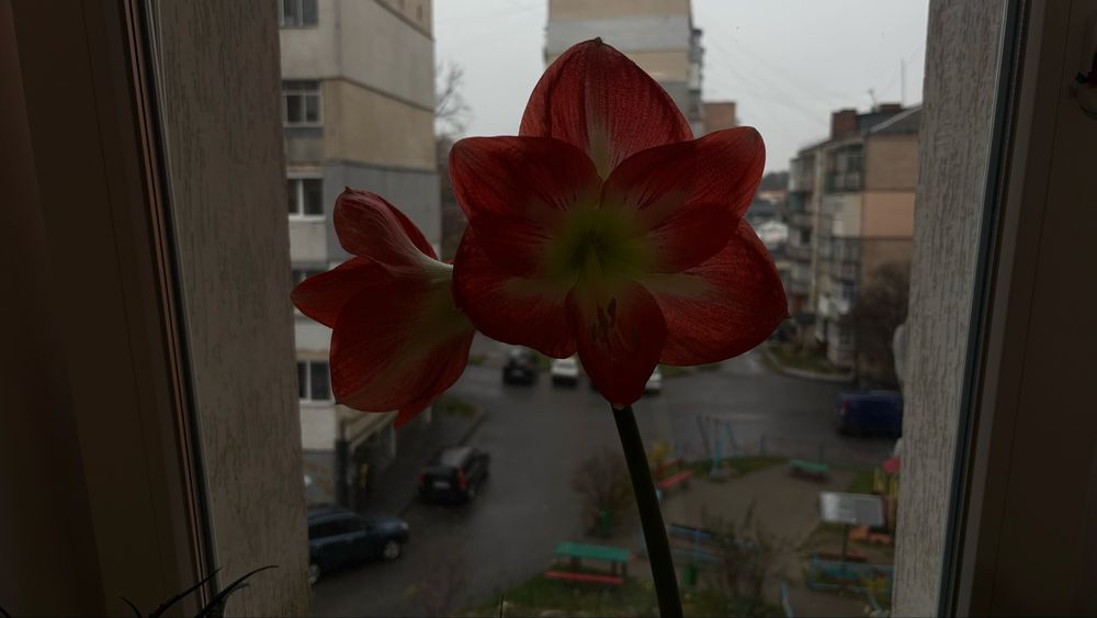 Гіпеаструм кімнатна рослина
