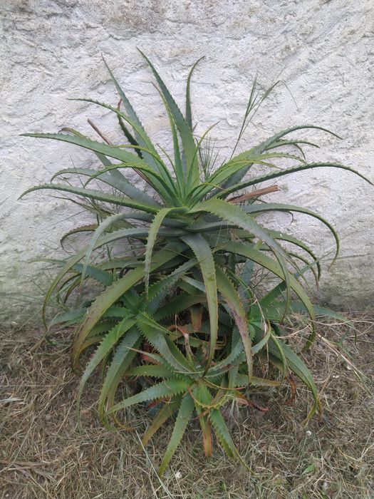 Aloés Prontas A Produzir