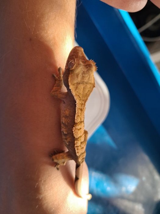 Gekon orzęsiony  nr24