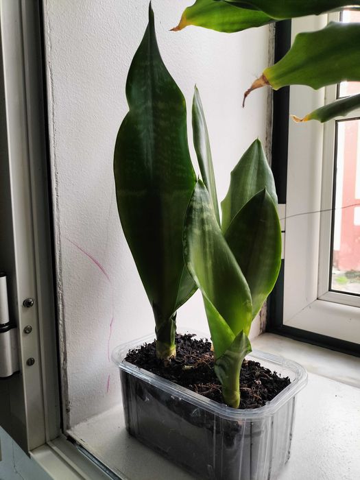 Espadas de São Jorge – Plantas resistentes e purificadoras