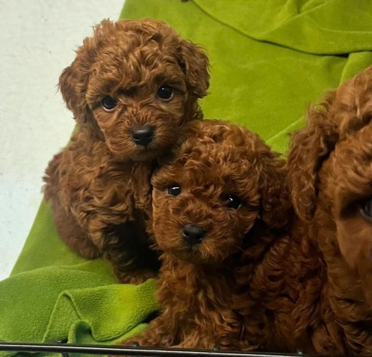 Той пудель шикарні   малята ред браун
