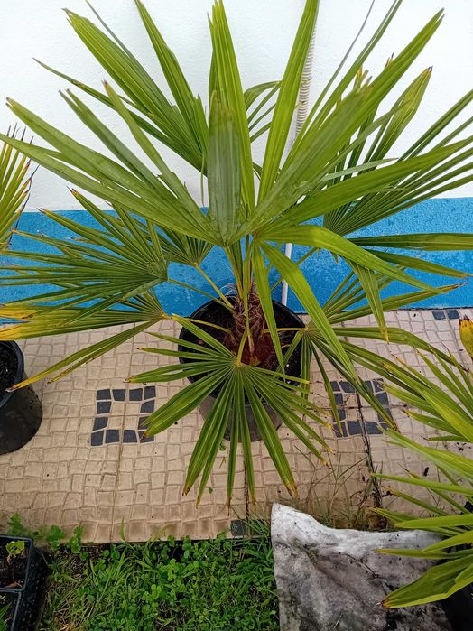 Palmeira moinho de vento Trachycarpus Fortunei