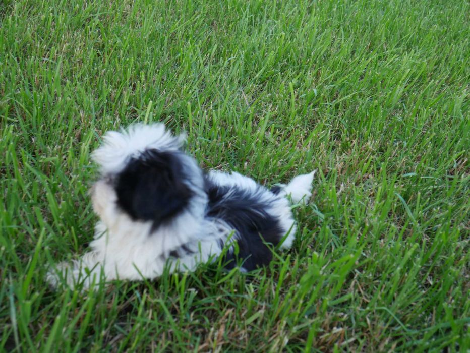 SHIH TZU -piesek