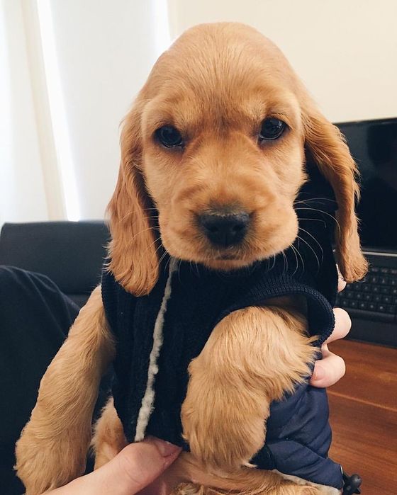 Пухнасті малюки, які наповнять дім теплом