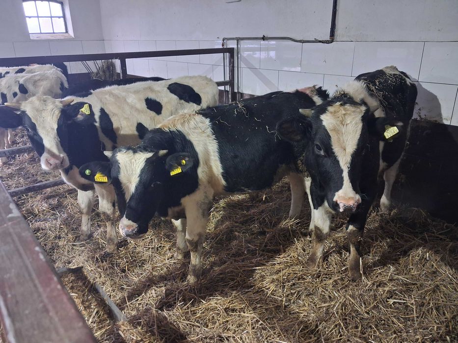 byczki opasy odsadki