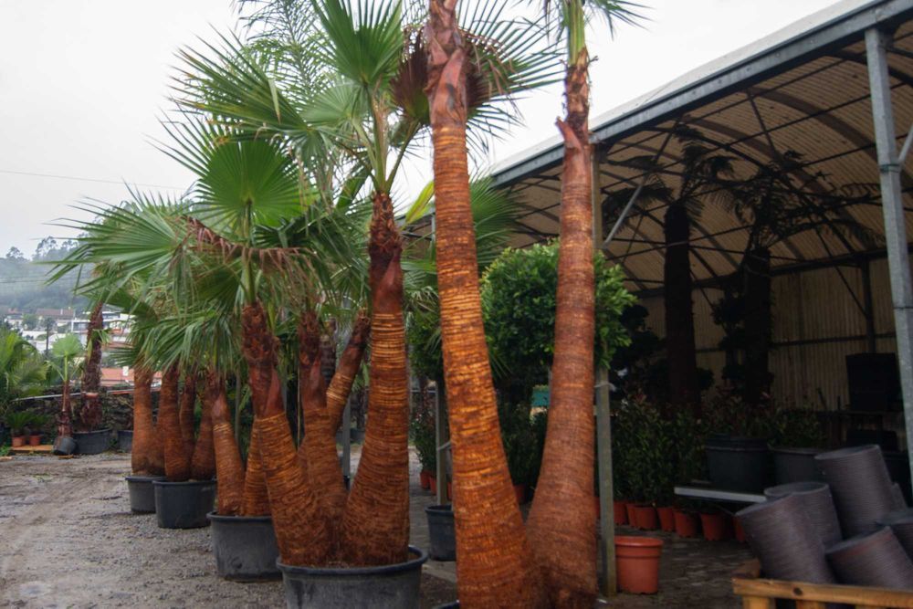 Palmeiras Grande Porte - Multitroncos - Todas as espécies