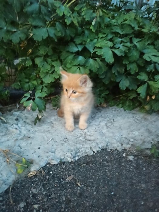 Віддам в добрі руки