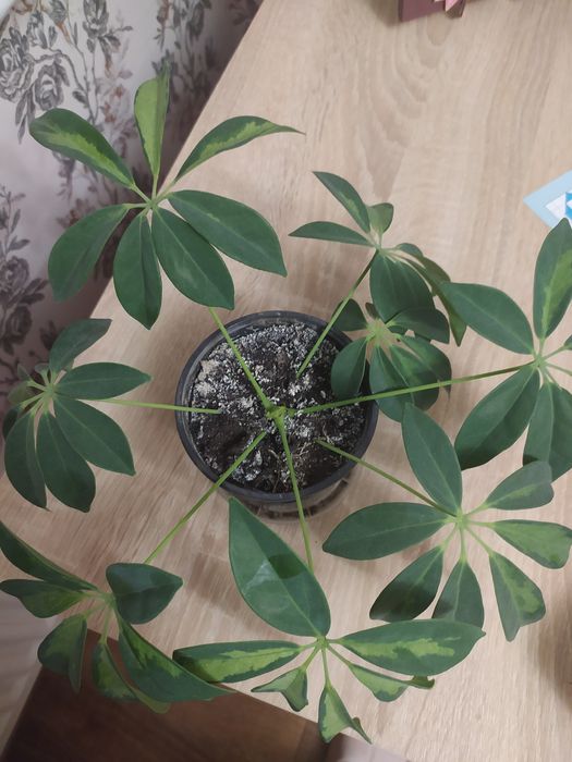 Шефлера Герда варігантна