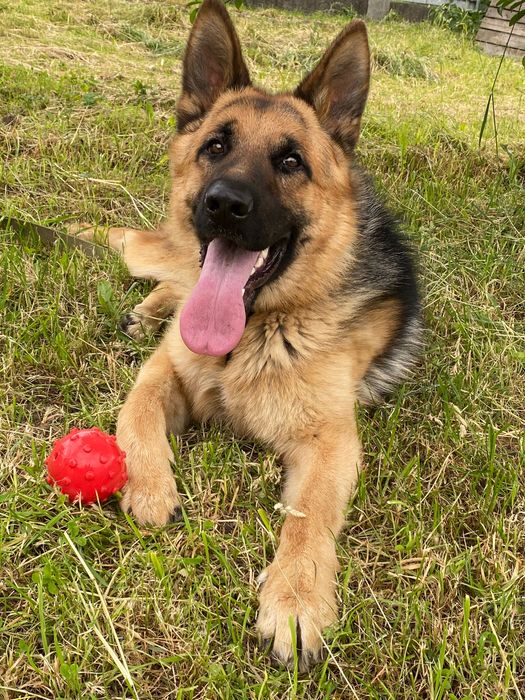 Кобель Німецька вівчарка на вʼязку