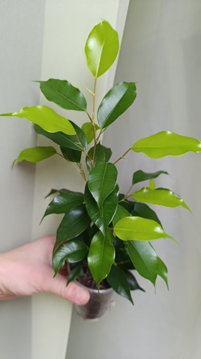 Фікус Бенжаміна сорту Естер ( Неон)