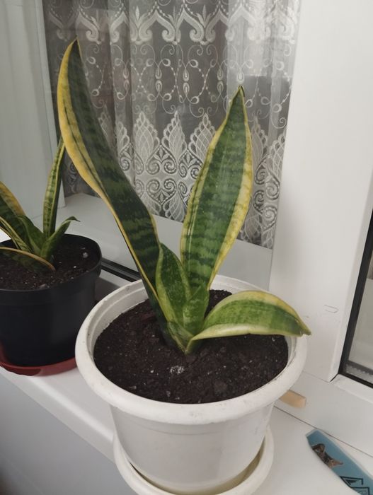 Кімнатна рослина.сансевієрія