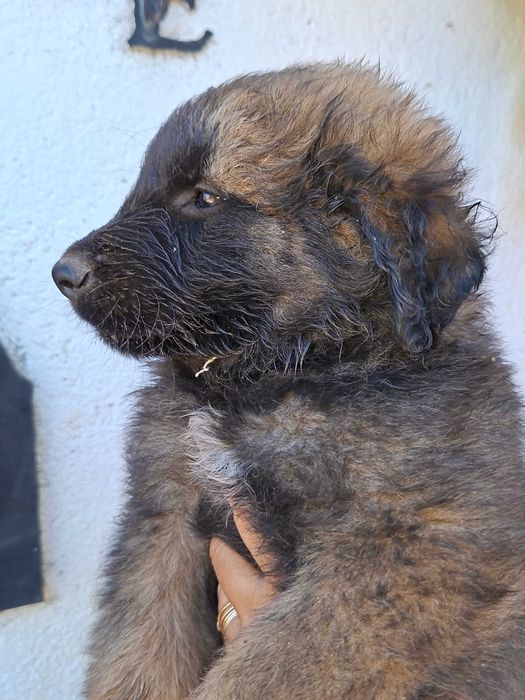 Cachorro Serra da Estrela com LOP