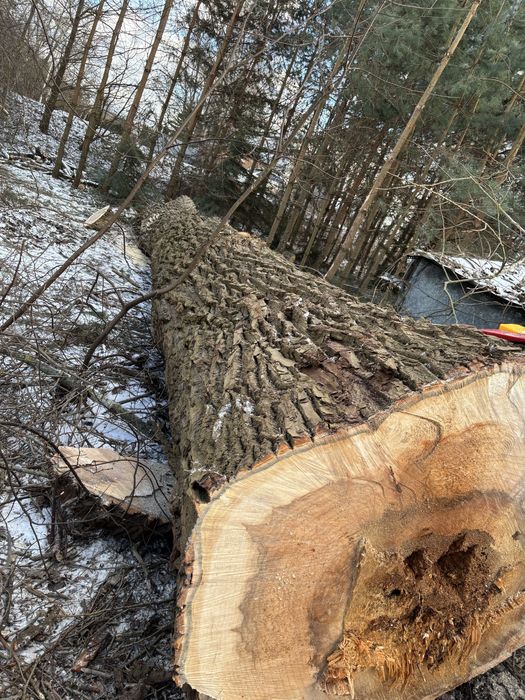 Topola drzewo tartaczne, dłużyca