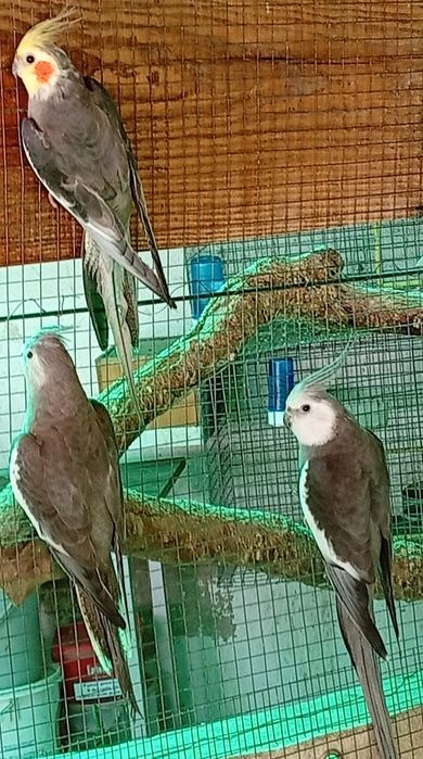 Caturras , 2 machos 1 fêmea