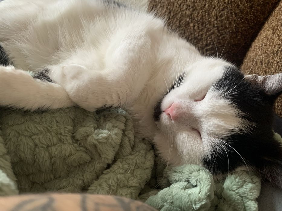 Котик в добрі руки