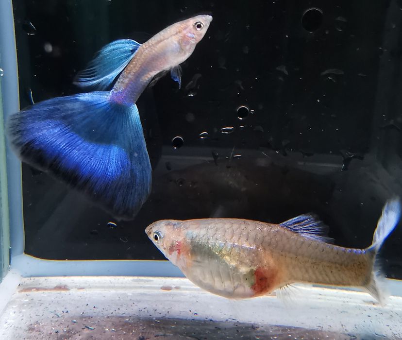 Gupiki z Naszej Hodowli , Sklep Altum Kraków Powstańców 34B