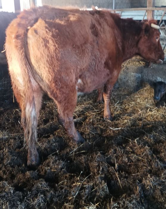 Sprzedam jałówkę mięsna cielna