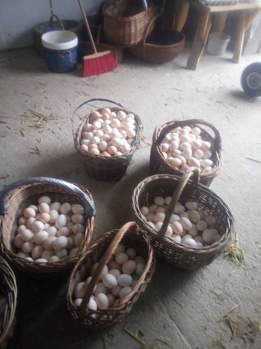 jajka wiejskie wolny wybieg