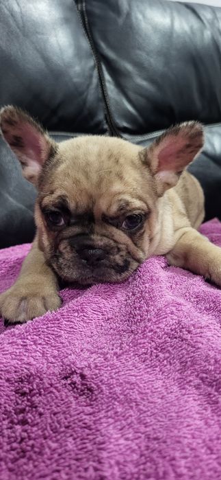 Bulldog francês meiguinha