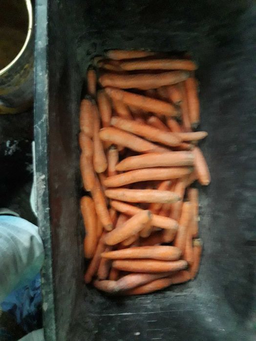 MARCHEW jadalna i paszowa