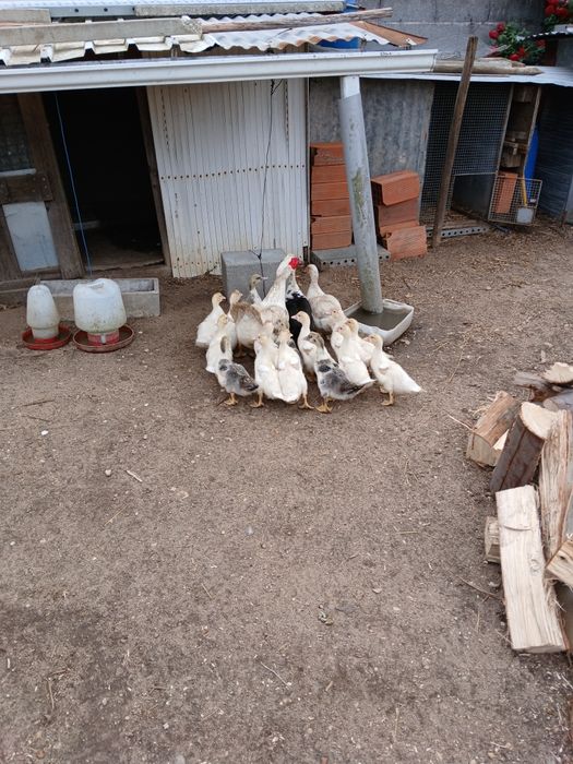 Patos com 1 mês de vida