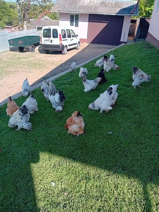 Курчата Брами!!!